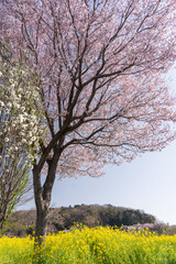 Fototapeta premium 満開の桜の木と菜の花畑