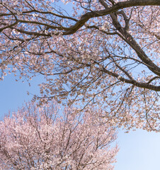 桜　ソメイヨシノバックグラウンド