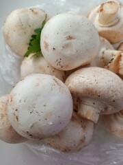mushrooms on a white background