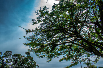 trees and sky