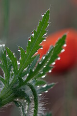 Dew drops on carved green poppy leaves