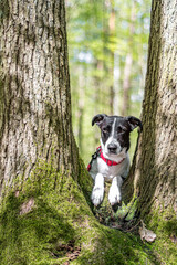 Lovely dog on a tree. Young crossbred doggy with cute white paws posing among double trunk of a deciduous plants. Selective focus on the details, blurred background.