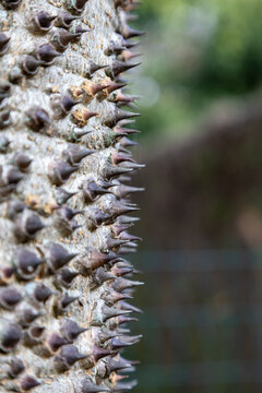 Sandbox Tree (Hura Crepitans)