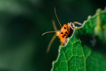 Fototapeta na wymiar green shield bug