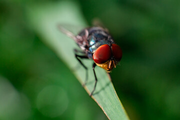 fly on leaf