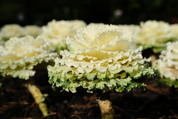 ornamental tokyo white cabbage in a flower bed
