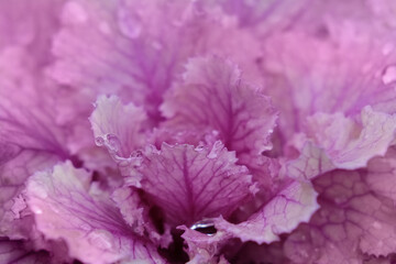 Ornamental cabbage Tokyo pink. Macro shooting. Drops of water on the leaves of ornamental cabbage