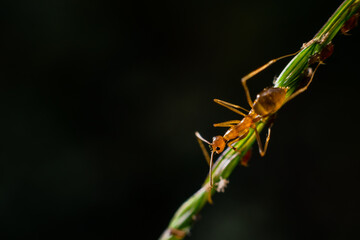 praying mantis
