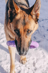 Portrait of a beautiful young German Shepherd girl with a purple puller in her teeth. A dog with beautiful smart brown eyes looks into the camera against the background of white snow