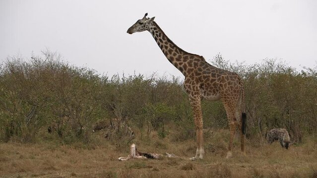 Giraffe mother guarding her partly eaten baby from hyenas.