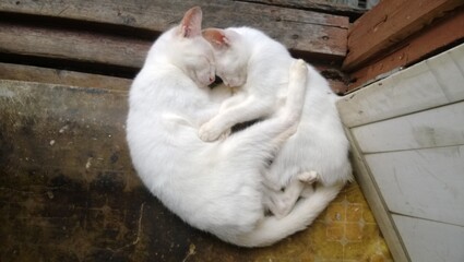two doves