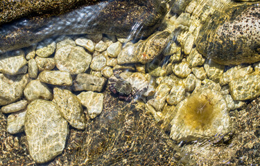 Crab in shallow water in clear sea water. Bright and colorful pebbles, small stones underwater