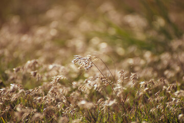 Feather grass (Stipa) growing in the meadow, Warm autumn in the steppe Crimea