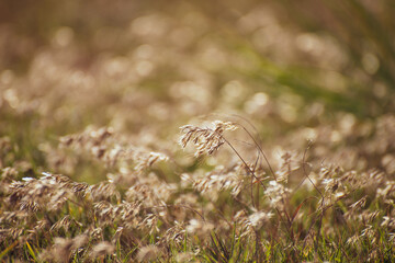 Feather grass (Stipa) growing in the meadow, Warm autumn in the steppe Crimea