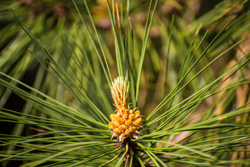 Crimean pine Pallas cones