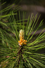 Naklejka na ściany i meble Crimean pine Pallas cones