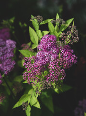 Spirea japonica in the nature