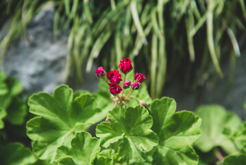 Red geranium buds in nature