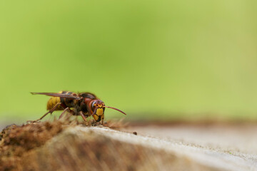 European Hornet Vespa crabro feeding on sap in a forest