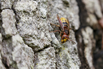 European Hornet Vespa crabro feeding on sap in a forest