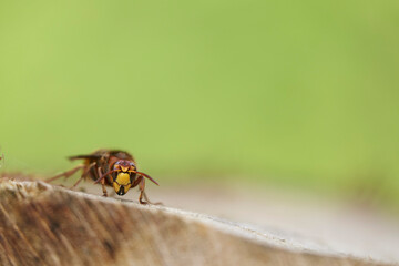 European Hornet Vespa crabro feeding on sap in a forest