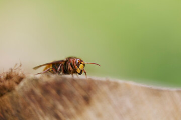 European Hornet Vespa crabro feeding on sap in a forest
