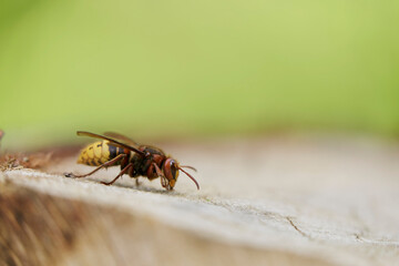 European Hornet Vespa crabro feeding on sap in a forest