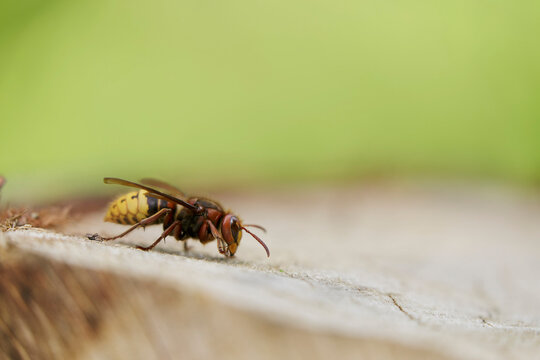 European Hornet Vespa crabro feeding on sap in a forest