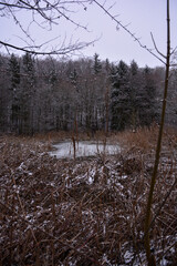 Winterlandschaft im Wald mit Eis auf See