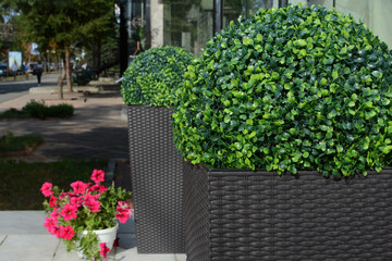 Green flowers in a pot