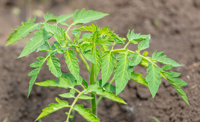 Green leaves of a tomato sprout in the ground.