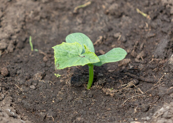 Green leaves of cucumber sprout in the ground.