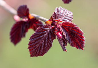 Red leaves on a hazelnut tree in spring.