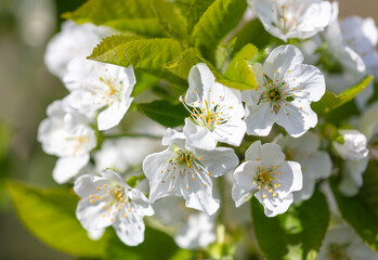 Flowers on the cherry tree.