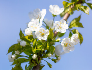 Flowers on a cherry tree on a background of blue sky.