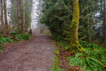 Misty BC urban forest trail during a winter cloud inversion.