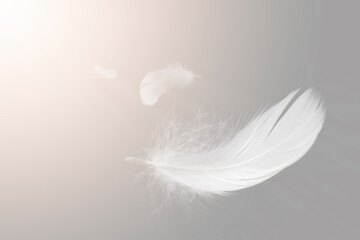 Soft White Bird Feathers Floating The Sky. Swan Feather Flying on Heavenly in Concept.