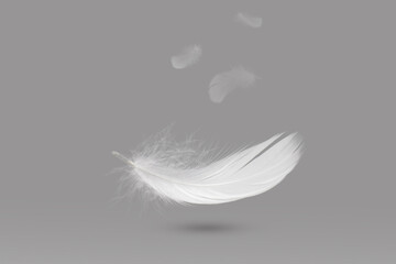 White Bird Feathers Floating The Air. Down Swan Feather