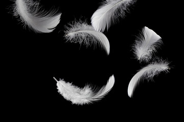 Down Feathers. Soft White Fluffly Feathers Falling in The Air. Swan Feather Floating on Black Background.