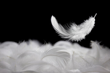 Down Feathers. Soft White Fluffly Feathers Falling in The Air. Floating Feather. Swan Feather on...