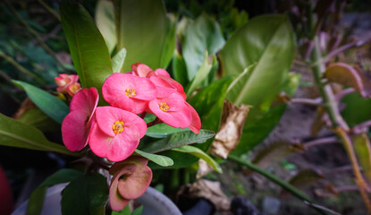 Poi Sian flower, ornamental plant in the forest garden, beautiful natural from the farm garden for background or illustration.