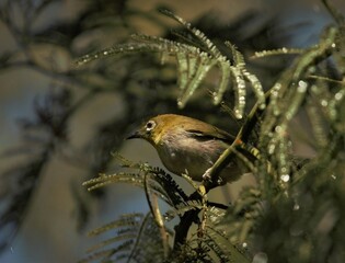 Cape White Eye bird 