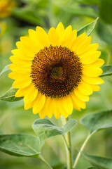 Obraz premium Sunflower in the field,close-up,macro flower