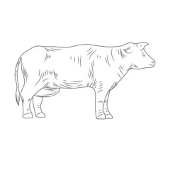 Graphic hand drawn cow. retro engraving of cow isolated on white background, farm animal, farm, livestock, cattle and dairy products. Vector illustration