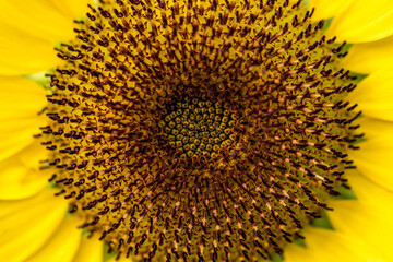 Sunflower in the field,close-up,macro flower