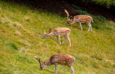 Wild European fallow deer, Dama dama, in the Frech Alps in summer