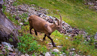 Wild ibex goat in the French Alps in summer