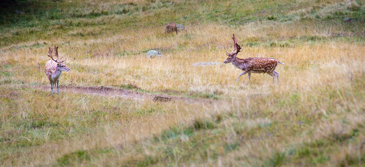 Wild European fallow deer, Dama dama, in the Frech Alps in summer