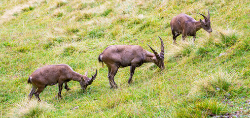 Naklejka na ściany i meble Wild ibex goat in the French Alps in summer