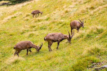 Naklejka na ściany i meble Wild ibex goat in the French Alps in summer